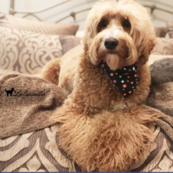 <strong>Noble Vestal's One Of A Kind</strong> <br />aka Yahtzee<br />
ALAA-099424 WALA-00052086 Noble Vestal's One Of A Kind