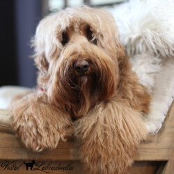 <strong>Noble Vestal's Mango Salso</strong><br /> aka Mango Mango Salso