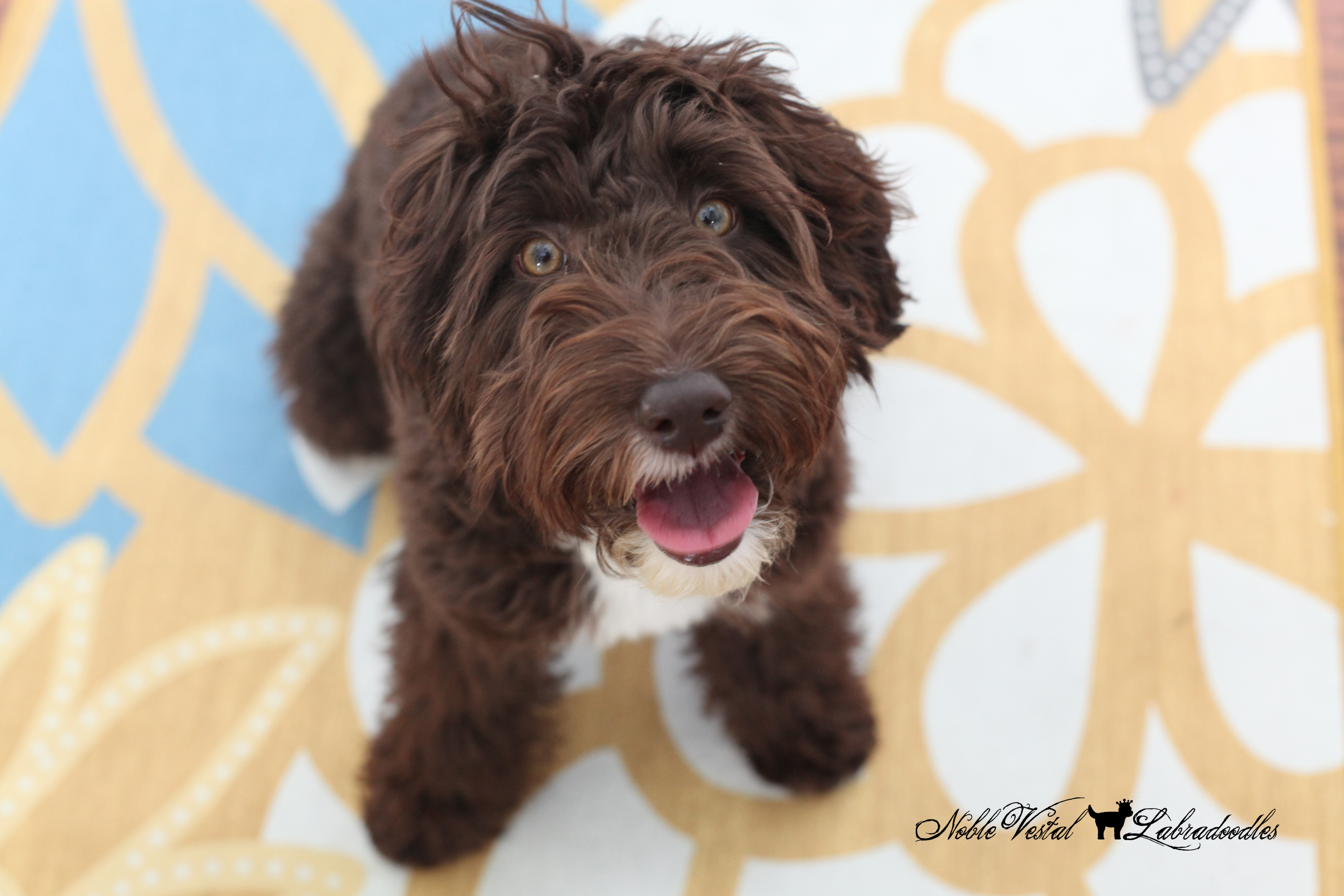 <strong>Noble Vestal’s Toasted Marshmallow</strong> <br />aka Toast<br />
ALAA-098155 WALA-00052105 Noble Vestal's Toasted Marshmallow