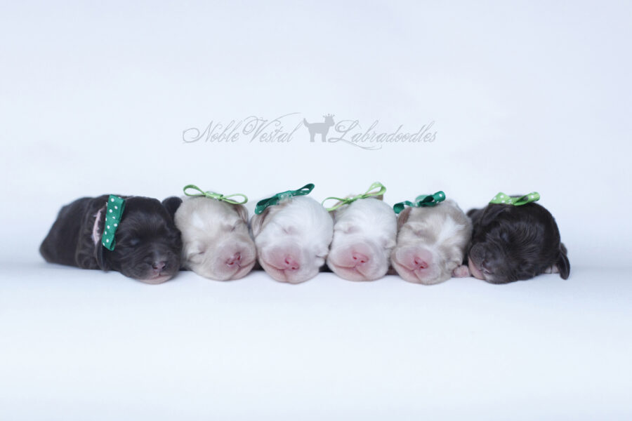 available australian labradoodle puppies