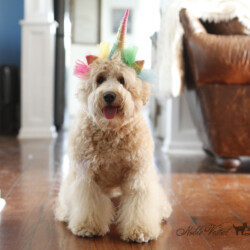 <strong>Noble Vestal’s Violet You're Turning Violet</strong> <br />aka Vi Noble Vestal's Violet You're Turning Violet