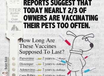 <strong>How Often Does Labradoodle Really Need Vaccinated</strong> <br />SO JUST HOW LONG DO YOUR PET’S SHOTS LAST?