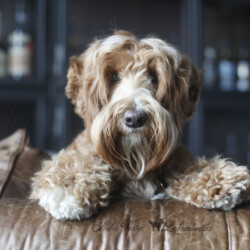 <strong>Noble Vestal’s Sweet Cannoli</strong> <br />aka Noli<br />
ALAA-098172 WALA-000052104 Noble Vestal's Sweet Cannoli