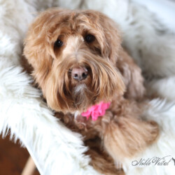 <strong>Noble Vestal’s Little Bunny Foo Foo</strong> <br />aka Bunny<br />
ALAA-098171 WALA-00052081