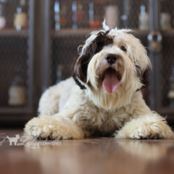 <strong>Noble Vestal’s Ball of Happiness</strong> <br />aka Togepi<br />
ALAA-098163 WALA-00052070