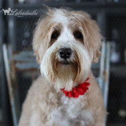 <strong>Noble Vestal’s Strawberry Twizzler</strong> <br />aka Twizzler<br />
ALAA-098151 WALA-00052100