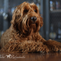 <strong>Noble Vestal’s Hey Sexy Lady</strong> <br />aka Lady<br />
ALAA-098166  WALA-00052076