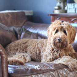 <strong>Noble Vestal’s Rebel Alliance</strong> <br />aka Rebel<br />
ALAA-098160 WALA-00052090