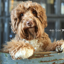 <strong>Noble Vestal's Cotton Candy</strong> <br />aka CiCi<br />
ALAA-098150 WALA-00052108