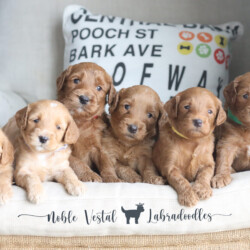 <strong>Smart breeding – increasing your Australian Labradoodle’s chances to a good life</strong> <br />Today’s modern urban lifestyle forces dogs to put up with many stressful situations.