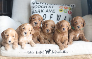 <strong>Smart breeding – increasing your Australian Labradoodle’s chances to a good life</strong> <br />Today’s modern urban lifestyle forces dogs to put up with many stressful situations.