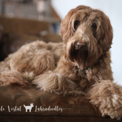 <strong>Noble Vestal's Sophisticated Lady</strong> <br />aka Sophie