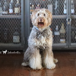 <strong>Noble Vestal's Lord of Thunder</strong><br /> aka Zeus<br />
ALAA-101017  WALA-00052109 Noble Vestal's Lord of Thunder