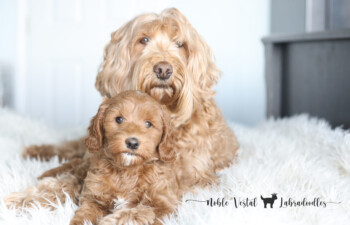 <strong>Important Considerations Before Changing Your Puppy’s Food</strong> <br />Food is a critical factor in the health and development of your puppy.