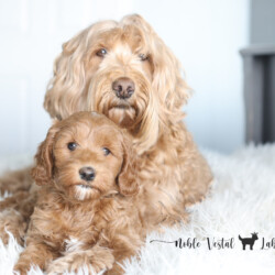 <strong>Important Considerations Before Changing Your Puppy’s Food</strong> <br />Food is a critical factor in the health and development of your puppy.