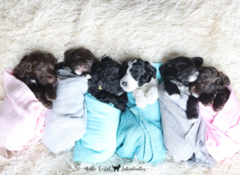 <strong>Australian Labradoodles Aren’t Born With Bad Behaviors In Their DNA</strong> <br />Bad Behavior is Learned!