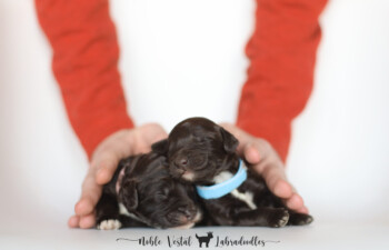 <strong>Newborn Puppy Facts</strong> <br />Puppies Are An Altricial Species