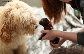 <strong>Behavior Differences in Dogs from Pet Stores Versus Breeders</strong> <br />Pet Store Dogs Have More Psychological Problems Than Dogs From Breeders
