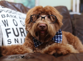 <strong>Am I Right For The Breed?</strong> <br />So you’re curious- is a doodle or even better is an Australian Labradoodle right for you or are you right for the Australian Labradoodle?