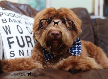 <strong>Am I Right For The Breed?</strong> <br />So you’re curious- is a doodle or even better is an Australian Labradoodle right for you or are you right for the Australian Labradoodle?