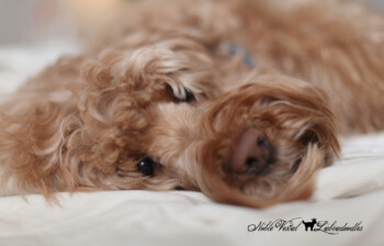 <strong>I Want To Breed My Dog</strong> <br />It is a vicious cycle of uneducated breeders producing puppies, placing them intact.