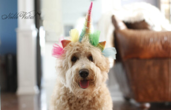 <strong>Growing Up Noble</strong> <br />The art of raising your puppy started with selecting the best breeding dogs.