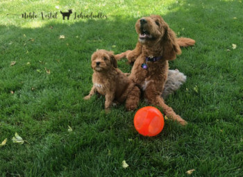 <strong>Early Socialization Is A Vaccine For Behavioral Issues</strong> <br />Vets, rescues and breeders who are clinging to the outdated belief