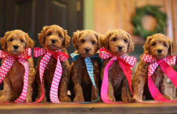 <strong>An Australian Labradoodle Program With A Focus On Early Learning</strong> <br />Early learning experiences have profound implications for later success in life.