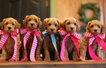 <strong>An Australian Labradoodle Program With A Focus On Early Learning</strong> <br />Early learning experiences have profound implications for later success in life.