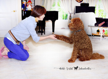 <strong>What It Really Takes To Have A Good Dog</strong> <br />The secret is.. you already know..