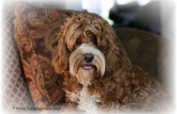 <strong>The Australian Labradoodle Is Not Immune From Puppy Mill Breeders</strong> <br />Do not be fooled by the smile on this dog’s face.