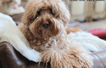 <strong>The Scoop on Grain Free</strong> <br />Purina and Hills Science Diet ran a scam on you..