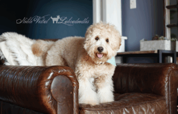 <strong>Time For a New Breed of Breeders!</strong> <br />Time for a new breed of breeders!!!