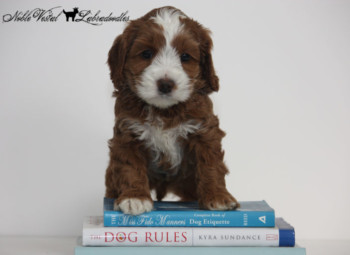 <strong>Your Dog Is The Direct Result Of How You Raise It. How You Do Or Don’t Train Them</strong> <br />Train Your Australian Labradoodle Today