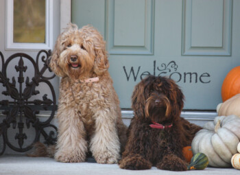 <strong>Visitors Welcome</strong> <br />or not so welcome-