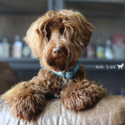 <strong>Noble Vestal’s Sweetest Kiss</strong> <br />aka Smooches<br />
ALAA-099954 WALA-00050915