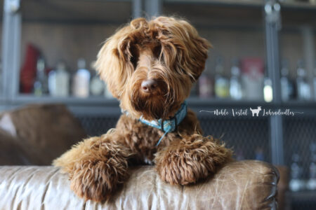 <strong>Noble Vestal’s Sweetest Kiss</strong> <br />aka Smooches<br />
ALAA-099954 WALA-00050915