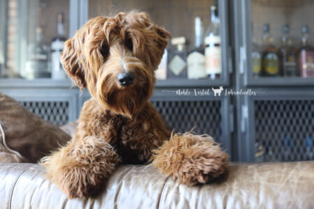 <strong>Noble Vestal’s Roses Are Redd</strong> <br />aka Roses<br />
ALAA-116789 WALA-00054586