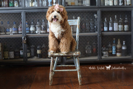 <strong>Noble Vestal’s Leggo My Eggo</strong> <br />aka Waffle<br />
ALAA-111054  WALA-00050909