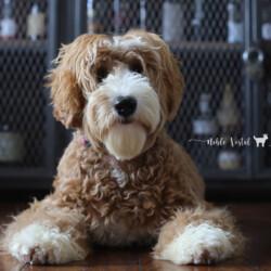 <strong>Noble Vestal's Violet Beauregarde</strong><br /> aka Violet<br />
ALAA-099955  WALA-00050914