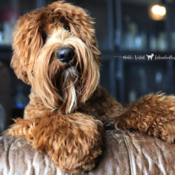 <strong>Lakewood Prosciutto</strong><br /> aka Prosciutto<br />
ALAA-000000 WALA-00000000 (registration transfer in progress)