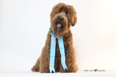 <strong>Lakewood Prosciutto</strong><br /> aka Prosciutto<br />
ALAA-00081902 WALA-00079822