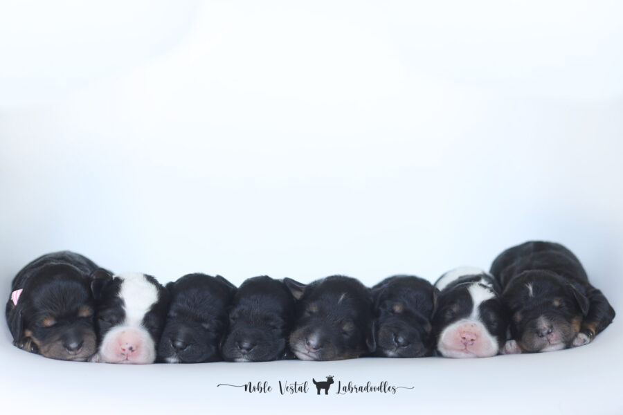 newborn australian labradoodle puppies.