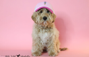 <strong>Bri</strong><br>
Parents: Bing & Prosciutto<br>
DOB: 01/16/2024<br>
Size: Schmedium (25 +/- ish lbs)<br>
Gender: Female<br>
Coat:</strong> Apricot Fleece<br>
AVAILABLE<br>
<strong>Click To View More Details</strong>