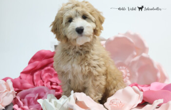 <strong>Ivy</strong><br> 
Violet & Judge<br>
DOB: 03/20/2024<br>
Size: Schmedium (25 +/- ish lbs)<br>
Gender: Female<br>
Coat: Apricot & White Fleece<br>
AVAILABLE<br>
<strong>Click To View More Details</strong>