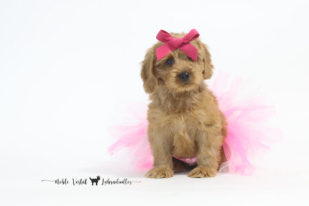 <strong>Porche</strong><br>
Yahtzee & Prosciutto<br>
DOB: 04/27/2024<br>
Size: Medium (30-45 lbs)<br>
Gender: Female<br>
Coat: Red Fleece<br>
AVAILABLE<br>
<strong>Click To View More Details</strong>