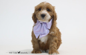 <strong><s>Ford</s></strong> Otis<br>
Yahtzee & Prosciutto<br>
DOB: 04/27/2024<br>
Size: Medium (30-45 lbs)<br>
Gender: Male<br>
Coat: Red Fleece<br>
SOLD<br>
<strong>Click To View More Details</strong>