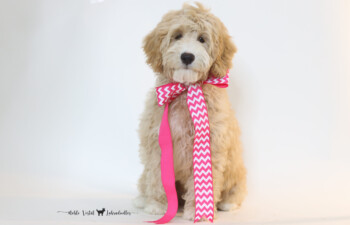 <strong>Ivy</strong><br> 
Violet & Judge<br>
DOB: 03/20/2024<br>
Age: 16 weeks<br>
Size: Schmedium (25 +/- ish lbs)<br>
Gender: Female<br>
Coat: Apricot & White Fleece<br>
AVAILABLE<br>
<strong>Click To View More Details</strong>