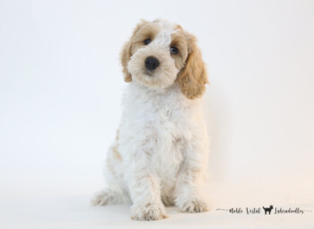 <strong>Jeep</strong><br>
Yahtzee & Prosciutto<br>
DOB: 04/27/2024<br>
Age: 10 Weeks<br>
Size: Medium (30-45 lbs)<br>
Gender: Male<br>
Coat: Red Fleece<br>
AVAILABLE<br>
<strong>Click To View More Details</strong>