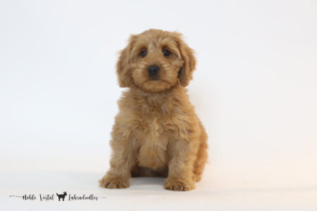 <strong>Porche</strong><br>
Yahtzee & Prosciutto<br>
DOB: 04/27/2024<br>
Age: 10 Weeks<br>
Size: Medium (30-45 lbs)<br>
Gender: Female<br>
Coat: Red Fleece<br>
AVAILABLE<br>
<strong>Click To View More Details</strong>